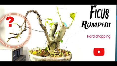 How To Develop Bonsai Trunk