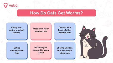 how to deworm a cat