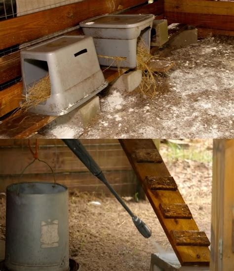 how to disinfect an old chicken coop with dirt floor