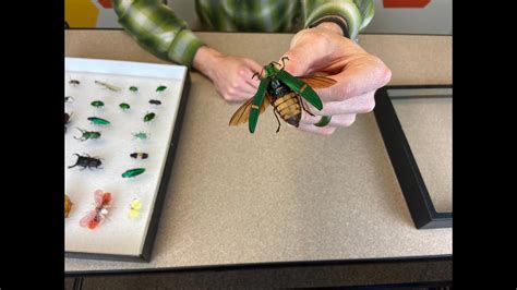 how to display insects in a case