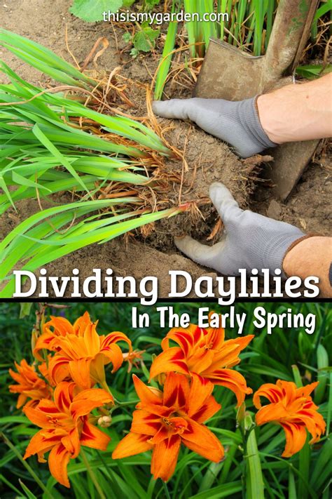 How to Divide Daylilies Bulb Blog Gardening Tips and Tricks Learn