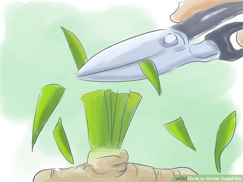 how to divide dwarf iris