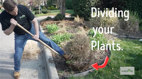How To Divide Grass From Mulch