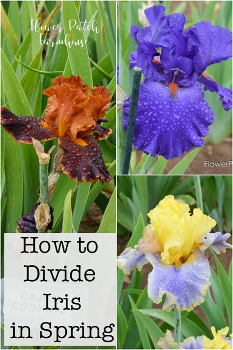 how to divide irises in spring