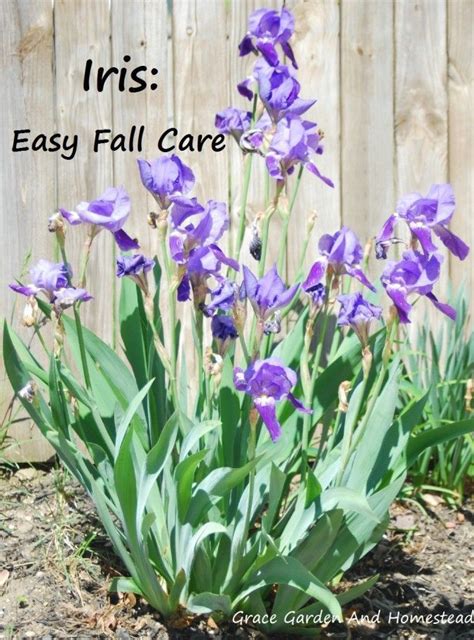 how to divide irises in the fall