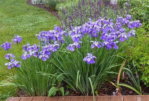 how to divide siberian iris plants