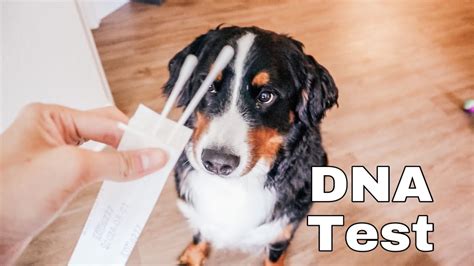 how to do dna test on dog