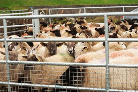 how to do sheep census online