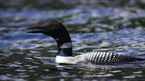 how to do the loon call