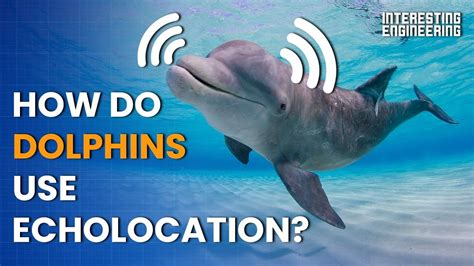 how to dolphins use echolocation