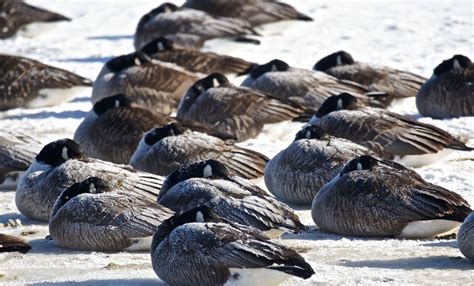 How To Down Feathers Keep You Warm