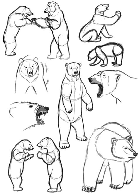 How to Draw a Bear Standing Up Step by Step YouTube