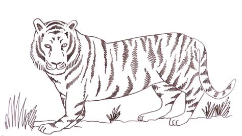 How to Draw a Bengal Tiger Head