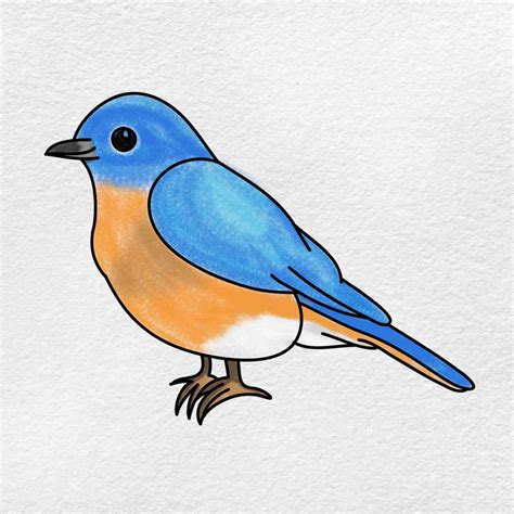How To Draw A Bluebird YouTube