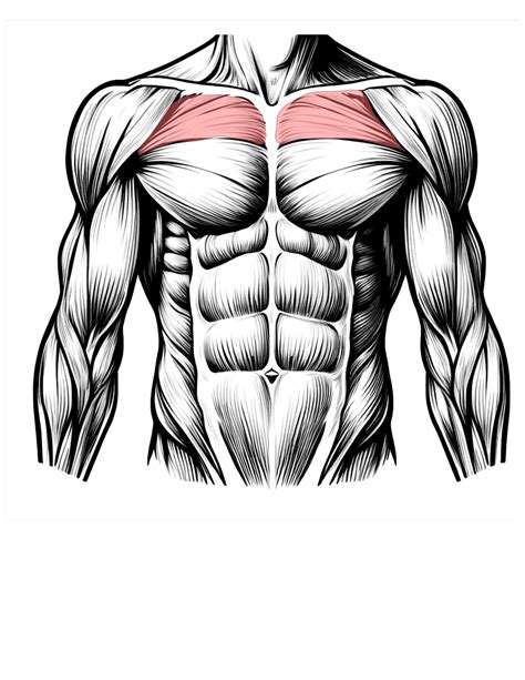 how to draw a body: Develop the Muscles