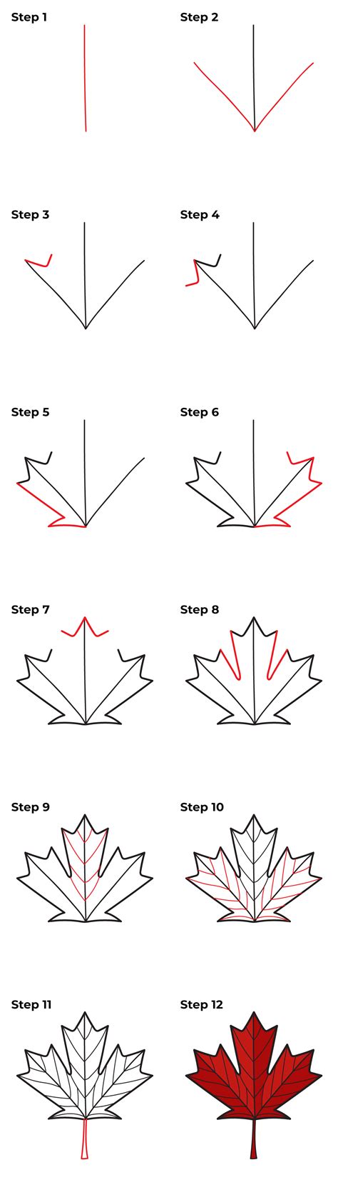 How to Draw a Canadian Maple Leaf Desenho