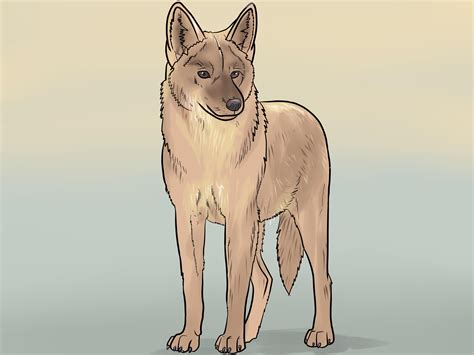 how to draw a coyote