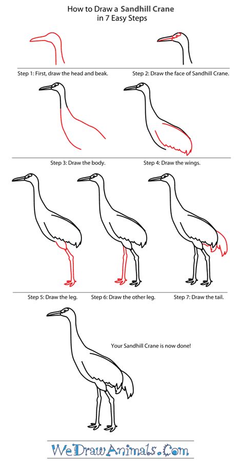 How to Draw a Baby Crane