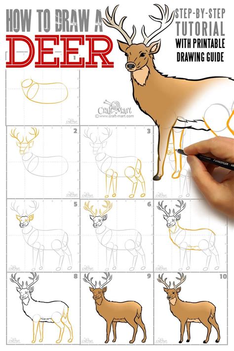 Best How To Draw A Deer Sketch For Kids