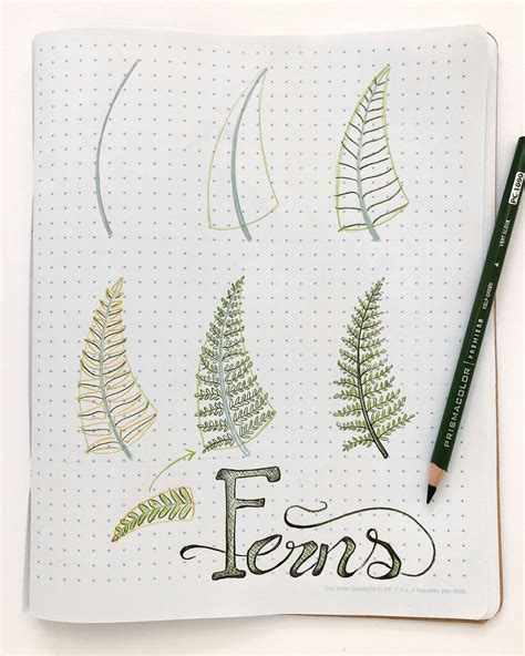 How to Draw Fernfronds printable step by step drawing