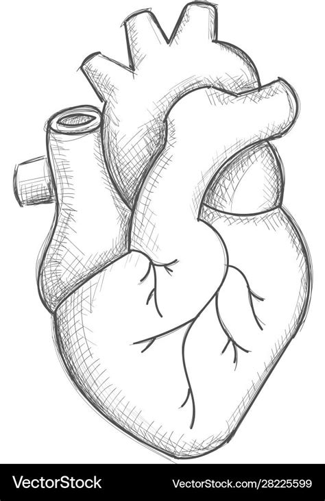 Items similar to ORIGINAL Human Heart Pencil Drawing Hand