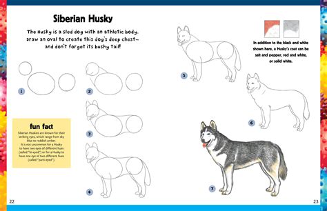 How To Draw A Husky! PawBuzz