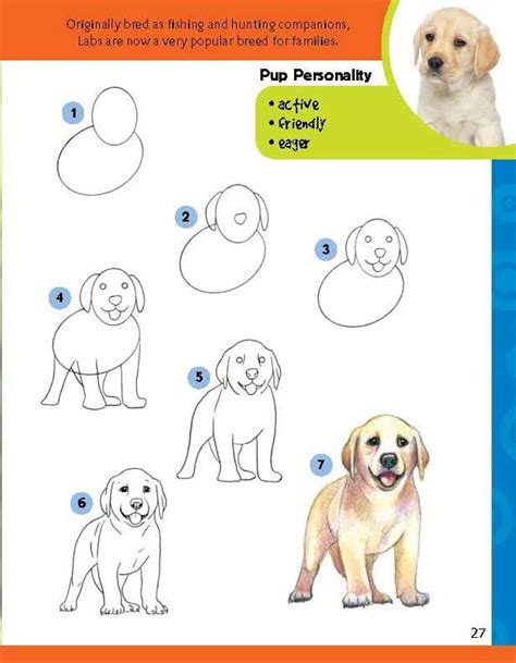How To Draw a Labrador Retriever StepByStep Drawing