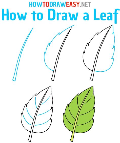 how to draw a leaf step by step for beginners