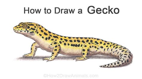 Leopard Gecko Hipster drawings, Lizard art, Leopard gecko