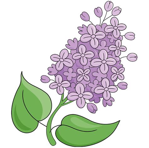 How to draw a lilac