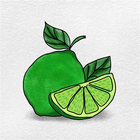 Half and quarter of ripe green lime, hand drawn sketch