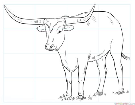 Texas Longhorn Drawing at GetDrawings Free download