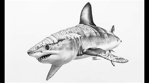 'Watercolor Cute Mako Shark' Sticker by scubadoodles in