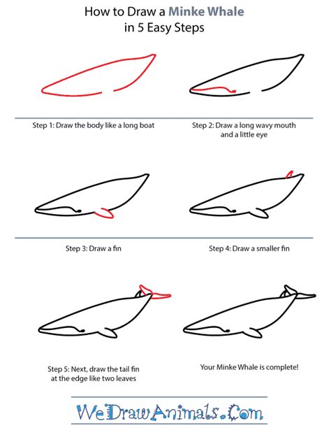 how to draw a minke whale