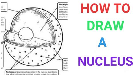 How to draw the Nucleus. চিত্র নিউক্লিয়াস । YouTube