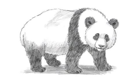 how to draw a panda sketch