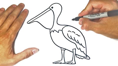 how to draw a pelican easy