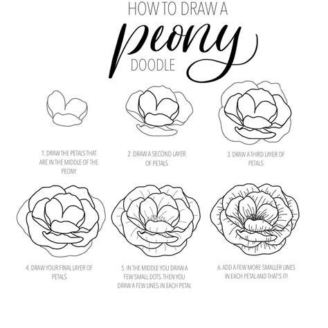 Step by step tutorial on how to draw a peony bud