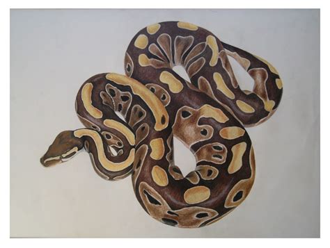 how to draw a realistic ball python