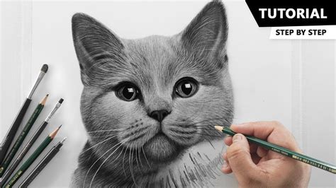 how to draw a realistic cat with pencil easy