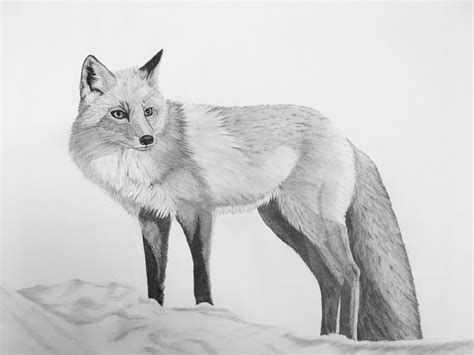 how to draw a realistic fox for beginners