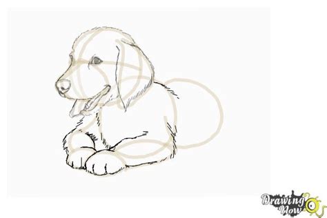 how to draw a realistic golden retriever puppy step by step