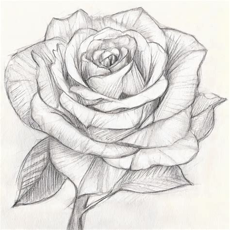 how to draw a realistic rose step by step with pencil easy