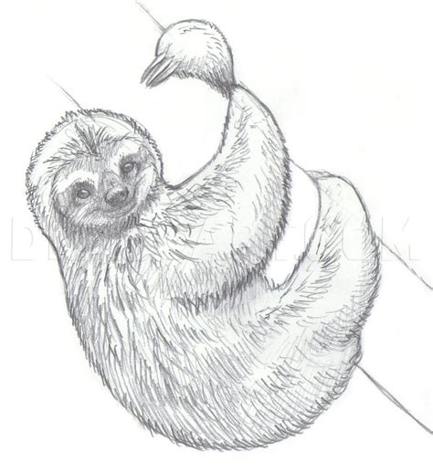 How to Draw a Sloth Really Easy Drawing Tutorial