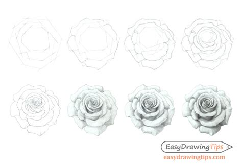 How To Draw A Rose In Pencil Step By Step