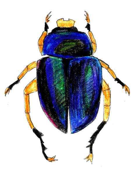 How to Draw a Scarab Beetle 9 Steps (with Pictures) wikiHow