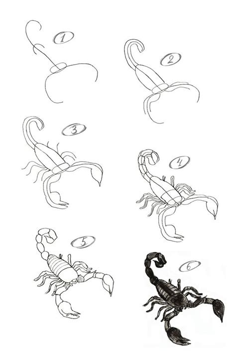 How to Draw a Scorpion