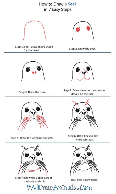 Seal pup clipart Clipground