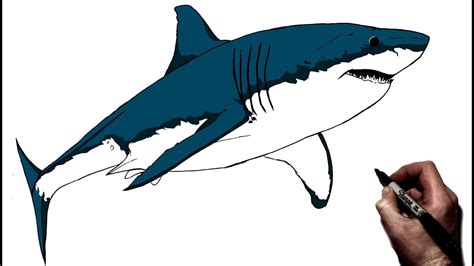 how to draw a shark tutorial