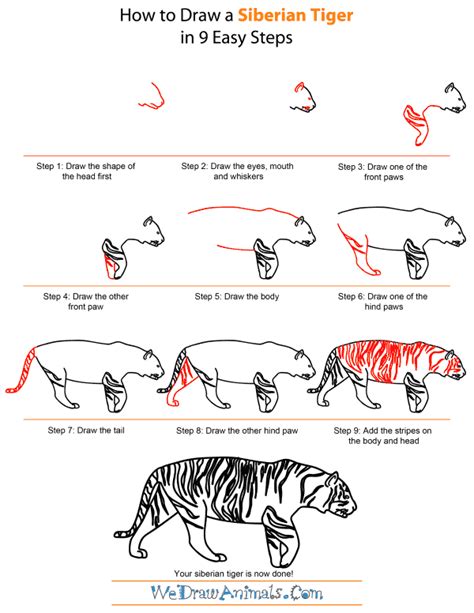 Tiger Drawing Step By Step at GetDrawings Free download